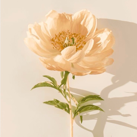 Meet your Posher, Elyse - Picture 1 of 1